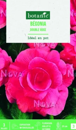 Discount BOTANIC® Bulbes de fleurs Bégonia double rose - 3 bulbes