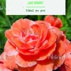 Online BOTANIC® Bulbes de fleurs Bégonia Picotée Lace Apricot - 3 bulbes