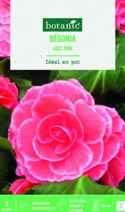 Sale BOTANIC® Bulbes de fleurs Bégonia Picotée Lace rose - 3 bulbes