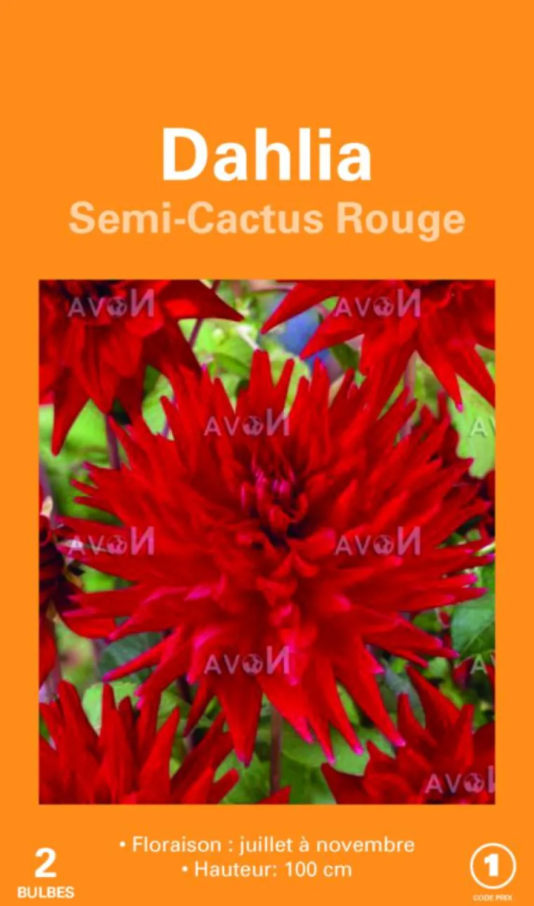 Sale BOTANIC® Bulbes de fleurs Dahlia Cactus rouge – 2 bulbes