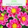 New BOTANIC® Bulbes de fleurs Dahlia collerette Hartenaas - 2 bulbes