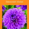 Clearance BOTANIC® Bulbes de fleurs Dahlia décoratif violet – 2 bulbes