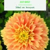 New BOTANIC® Bulbes de fleurs Dahlia Fimbriata Deep Impact - 2 bulbes