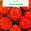 Discount BOTANIC® Bulbes de fleurs Dahlia Pompon Bantling - 2 bulbes