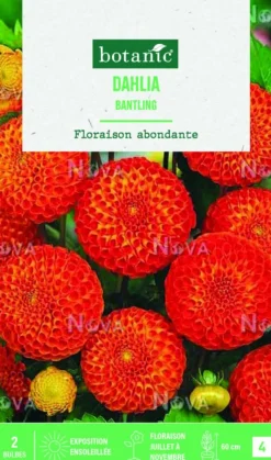 Discount BOTANIC® Bulbes de fleurs Dahlia Pompon Bantling - 2 bulbes