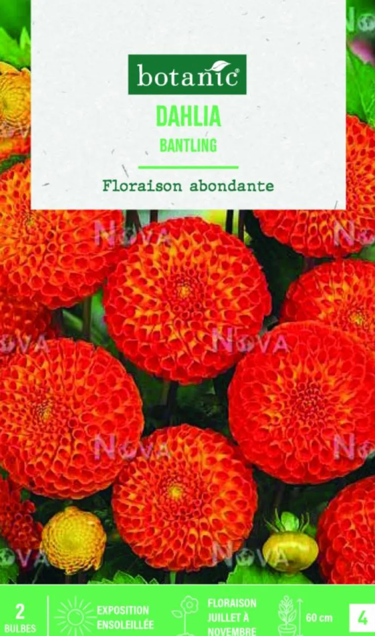Discount BOTANIC® Bulbes de fleurs Dahlia Pompon Bantling - 2 bulbes