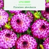 New BOTANIC® Bulbes de fleurs Dahlia Pompon Little Robert - 2 bulbes