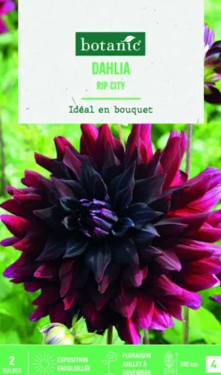 Clearance BOTANIC® Bulbes de fleurs Dahlia semi-cactus rip City - 2 bulbes
