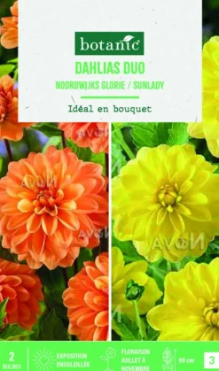Best BOTANIC® Bulbes de fleurs duo de Dahlias décoratifs Noordwijk / Sunlady - 2 bulbes