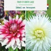 Hot BOTANIC® Bulbes de fleurs duo de Dahlias cactus Fruti / White lace - 2 bulbes