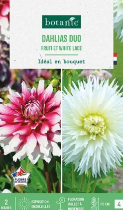 Hot BOTANIC® Bulbes de fleurs duo de Dahlias cactus Fruti / White lace - 2 bulbes