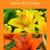 Best BOTANIC® Bulbes de fleurs Duo de Lys asiatique jaune et orange – 2 bulbes