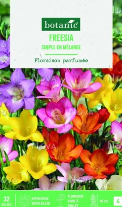 Hot BOTANIC® Bulbes de fleurs Freesia simple mix - 32 bulbes