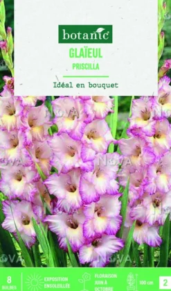 Best BOTANIC® Bulbes de fleurs Glaïeul grandes fleurs Priscilla - 8 bulbes