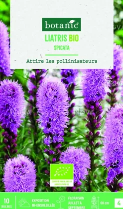 Hot BOTANIC® Bulbes de fleurs Liatris Spicata bio - 10 bulbes
