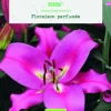 Best BOTANIC® Bulbes de fleurs Lys oriental Robina bio - 2 bulbes