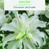 Online BOTANIC® Bulbes de fleurs Lys oriental double blanc - 2 bulbes