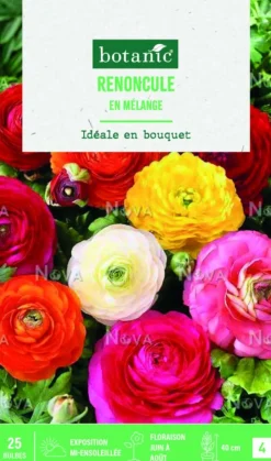 Outlet BOTANIC® Bulbes de fleurs Renoncule asiatique en mélange – 25 bulbes