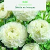 New BOTANIC® Bulbes de fleurs Renoncule asiatique blanc – 12 bulbes