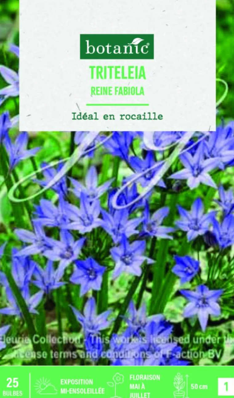 Sale BOTANIC® Bulbes de fleurs Triteleia Reine Fabiola – 25 bulbes