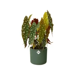 ELHO Cache pot vert leaf green b.for soft - Ø 14 cm
