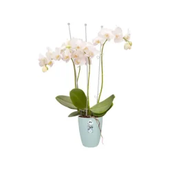 New ELHO Cache-pot Brussels Orchidées haut Ø 12,5 x H 15,2 cm Polypropylène injecté