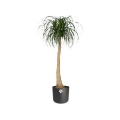 ELHO Cache-pot gris anthracite b.for soft - Ø 14 cm