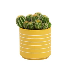 Outlet Cactus varié pot céramique - Pot 9 cm de diamètre