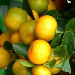Discount Calamondin. Le pot de 14 litres forme 1/2 tige