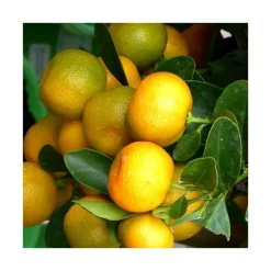 New Calamondin. Le pot de 5 litres
