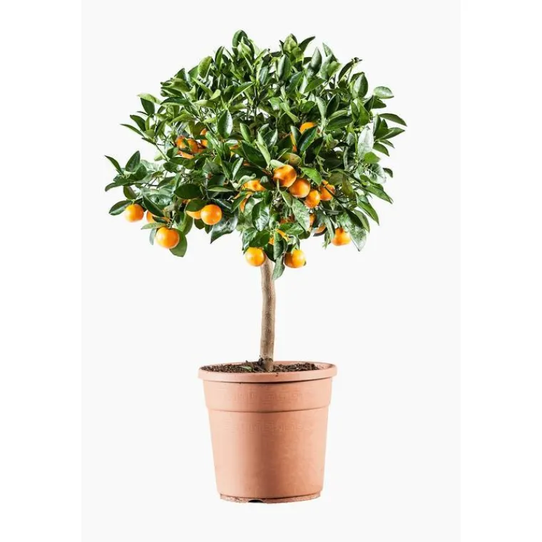 Online Calamondin. Le pot de 7 litres