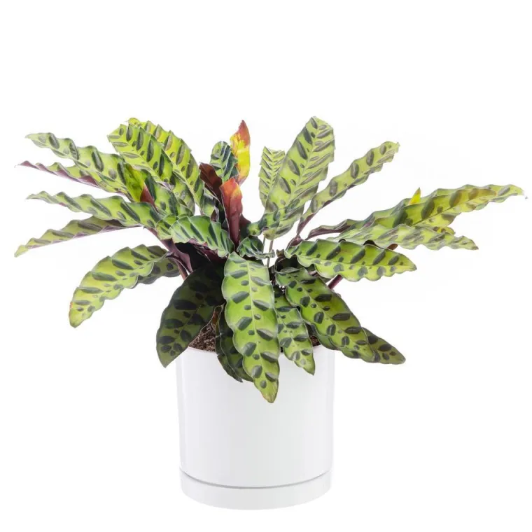 Best BOTANIC® Calathea Lancifolia vert en pot blanc émaillé . Le pot Ø 18 cm