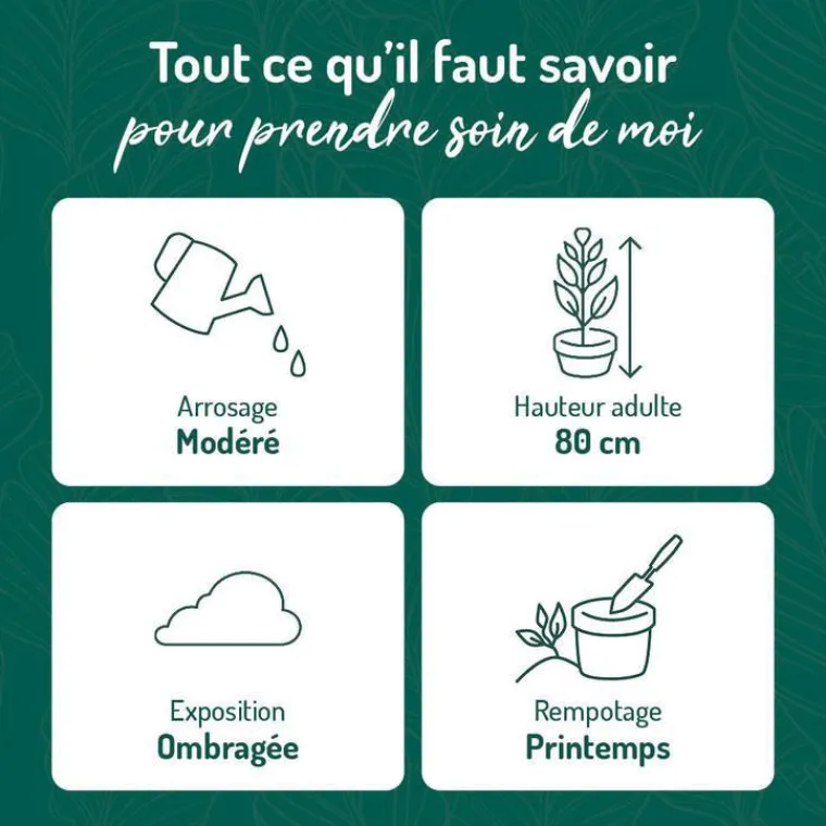 Best BOTANIC® Calathea Lancifolia vert en pot blanc émaillé . Le pot Ø 18 cm