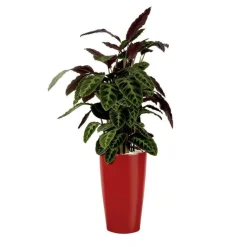 Calathea warscewiczii et son pot Rondo premium Ø 32 rouge