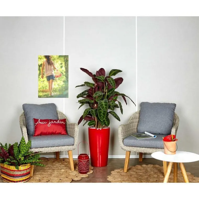 Calathea warscewiczii et son pot Rondo premium Ø 32 rouge
