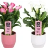 Sale Calla vert avec cache pot en céramique. Le pot Ø 15 cm