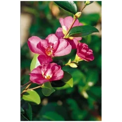 Best Camélia fleur simple