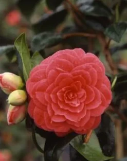 Hot Camélia Japonica variée 40/50. Le pot de 4 litres