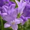 Online Campanula Muralis - Le pot de 10,5 cm