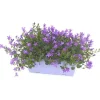 Discount Campanule à fleurs coloris bleu. La jardinière de 25 cm
