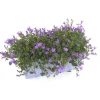 New Campanule Addenda - La jardinière de 40 cm