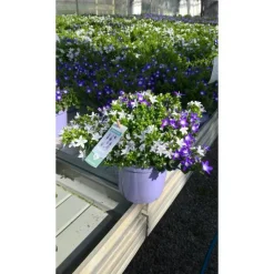 Outlet Campanule Addenda en duo de s - Le pot de 1 litre