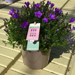 Sale Campanule Addenda Intense Purple Ambella®. Le pot de 1 litre