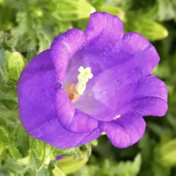 Online Campanule Appeal - Le pot de 1 litre