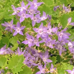 Discount Campanule Dicksons Gold - Le pot de 2 litres