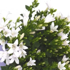 Hot Campanule 'E - H - Frost' - Le pot de 2 litres