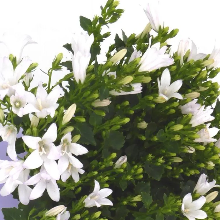 Hot Campanule 'E - H - Frost' - Le pot de 2 litres