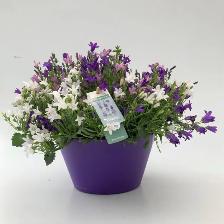 Sale Campanule Trio - La coupe de 21 cm