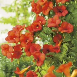 BOTANIC® CAMPSIS MADAME GALEN. Le pot de 6 litres