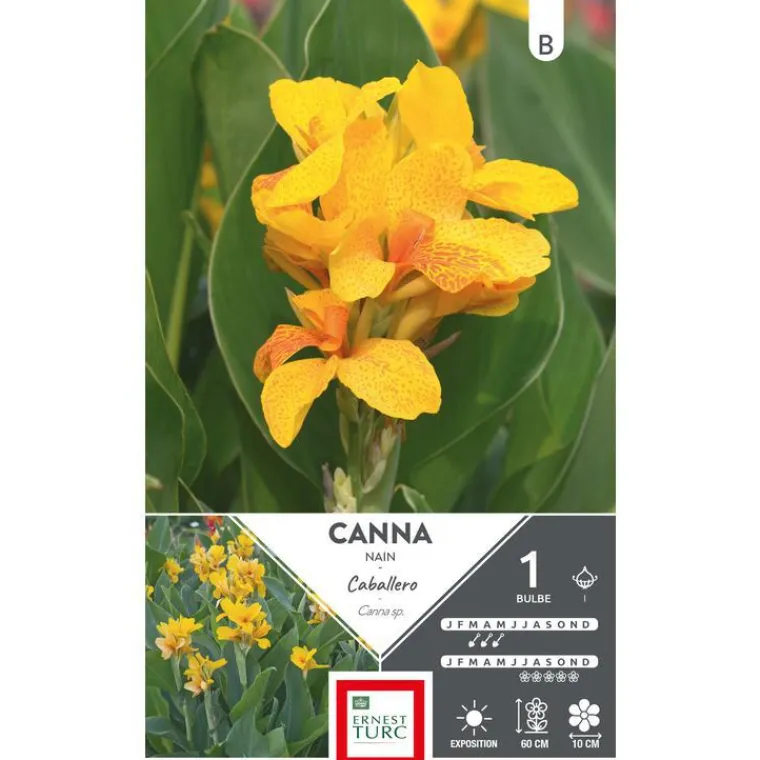 Outlet ERNEST TURC Canna demi nain Caballero jaune moucheté - 1 bulbe